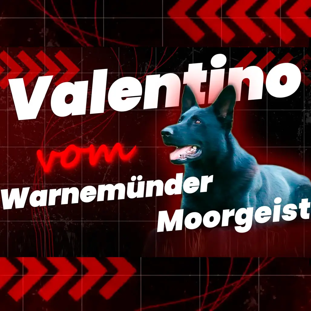 Знакомим вас с племенным кобелем питомника Валдай