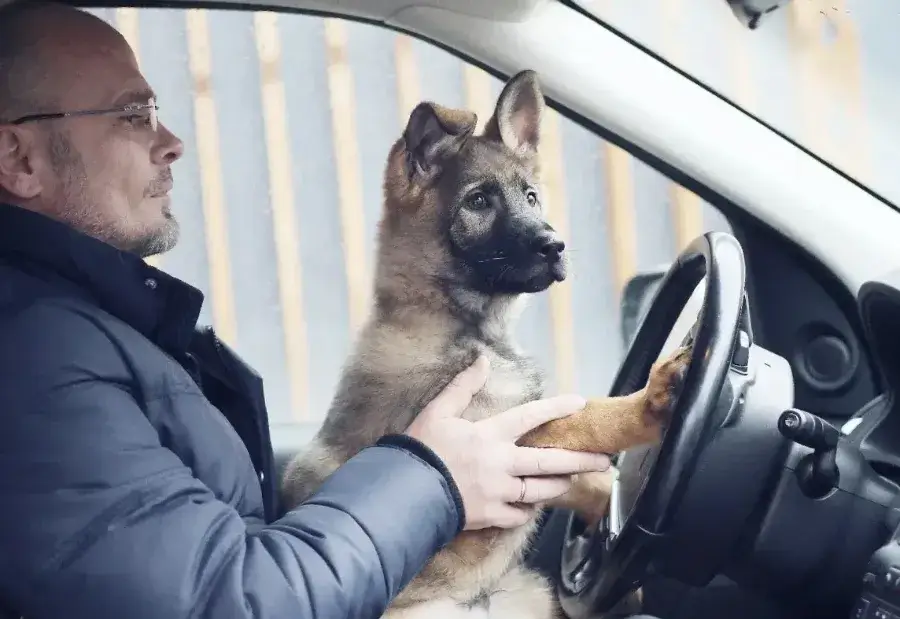 Как перевозить собаку в машине: полное руководство и чек-лист