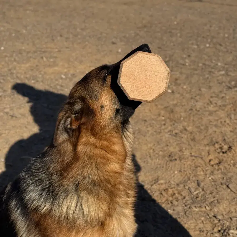 Апортировка: как научить немецкую овчарку приносить предметы