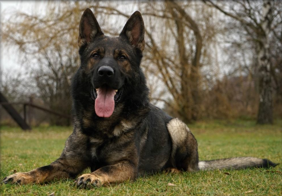 Bazi von Grosspriesen
