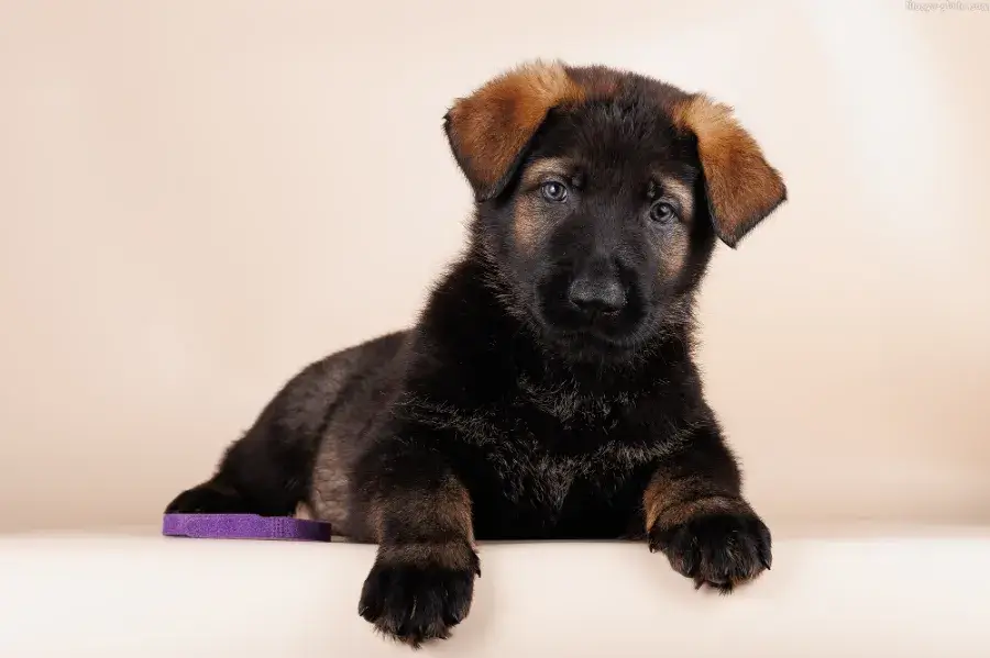 Щенок немецкой овчарки в 1 месяц: как выглядит, чем кормить, уход