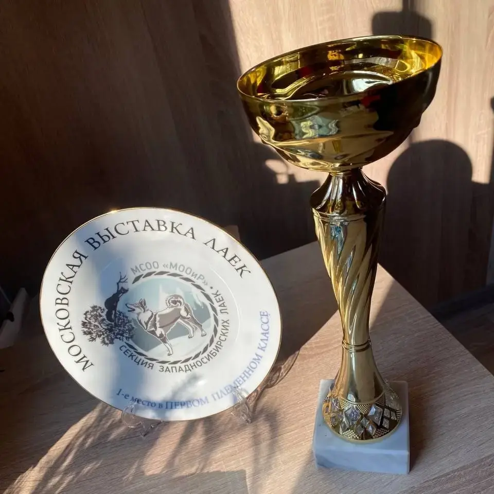 От лесных рейнджеров до городских чемпионов!