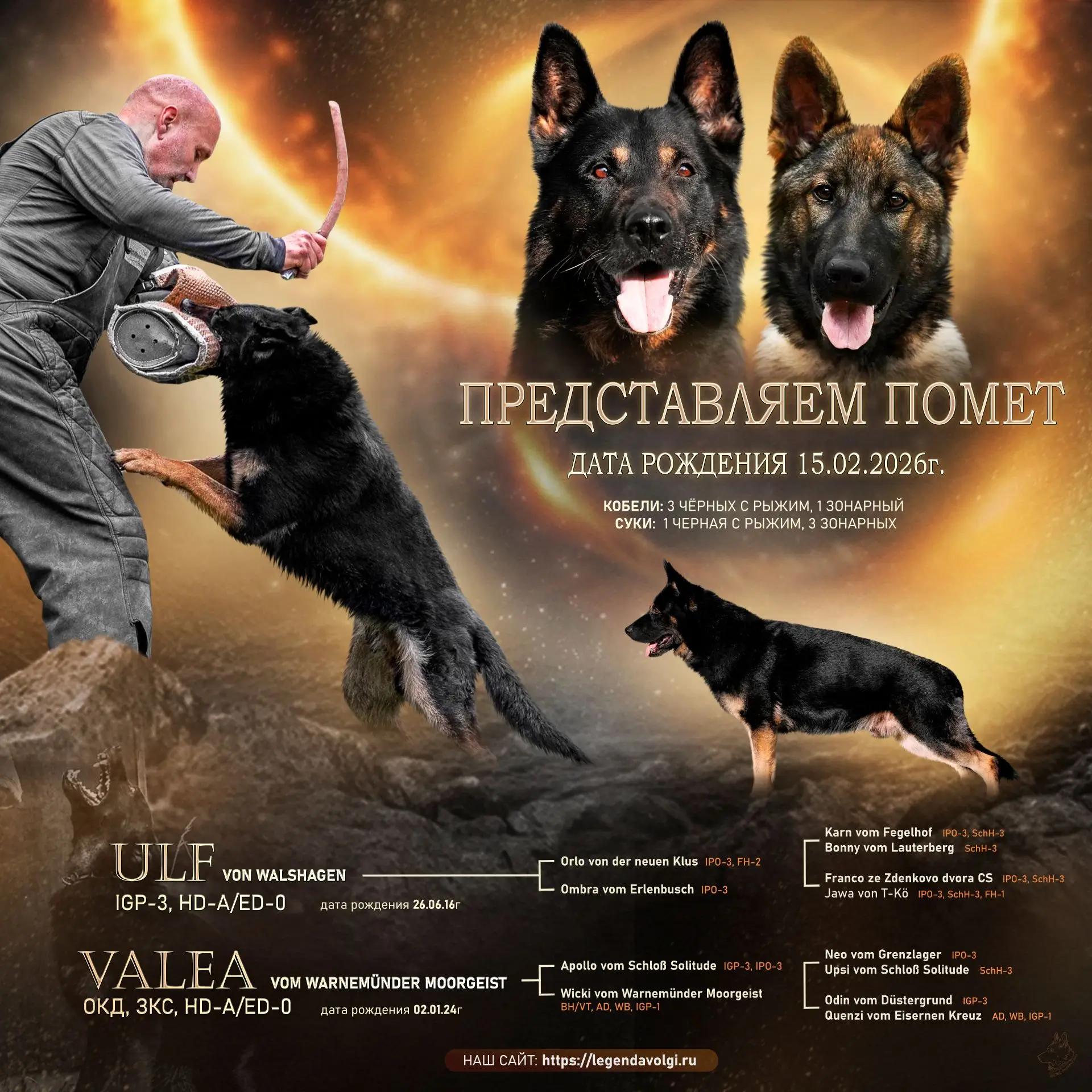 Продолжение традиций питомника Легенда Волги