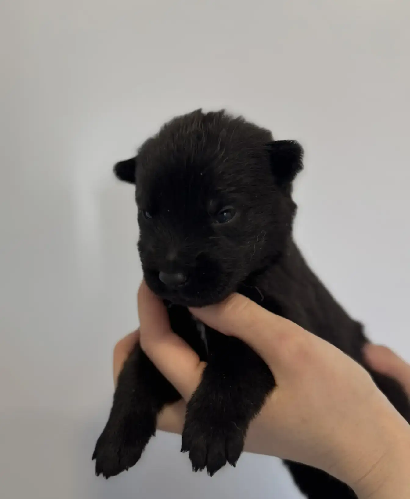 Коричневый RA-1