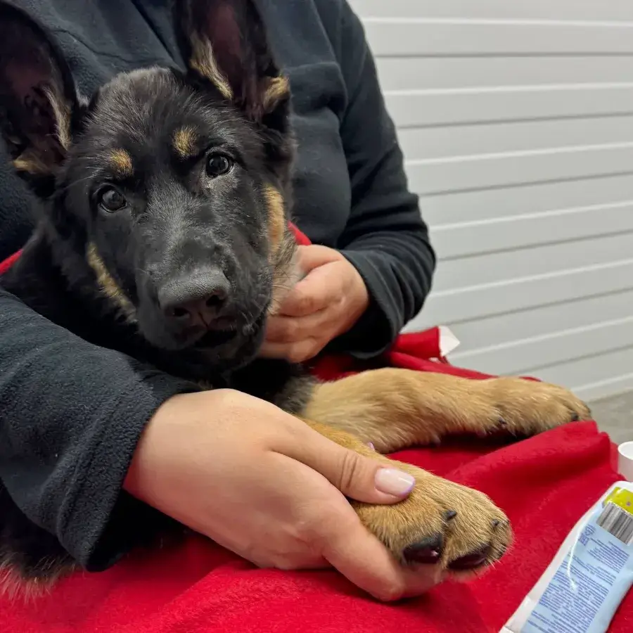 Зимний уход за лапами собак: как защитить от реагентов и мороза