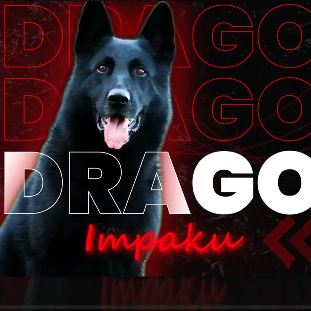 Представляем вашему вниманию племенного кобеля Драго