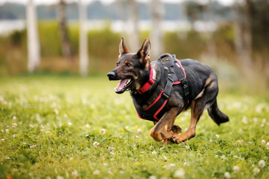 Спорт для собак: Аджилити, обидиенс или мондьоринг — что выбрать для немецкой овчарки