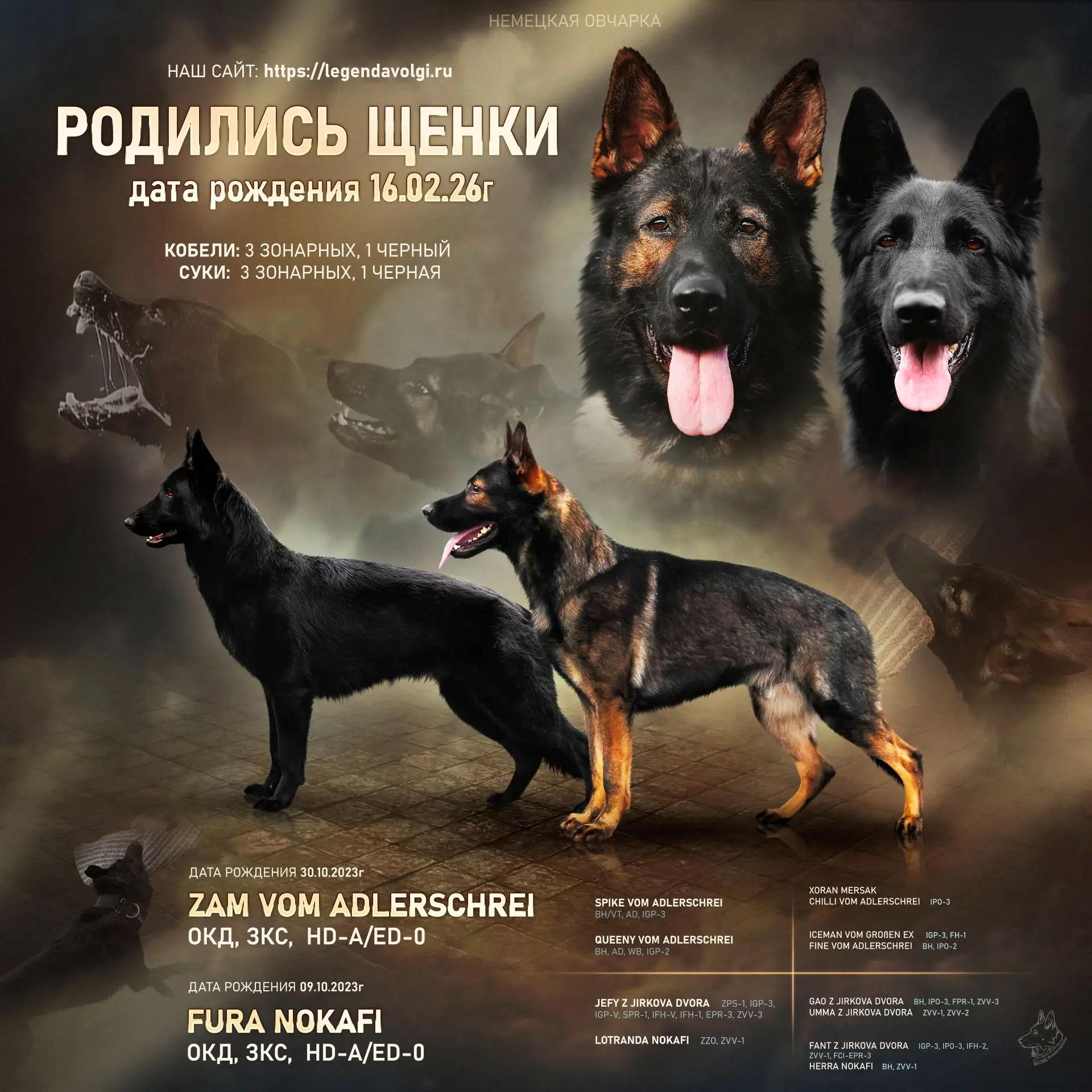 Пополнение в питомнике: щенки от Зама и Фуры