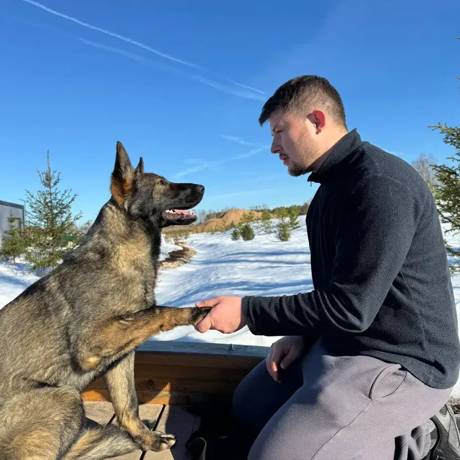 Трюковая дрессировка: как научить овчарку зрелищным трюкам