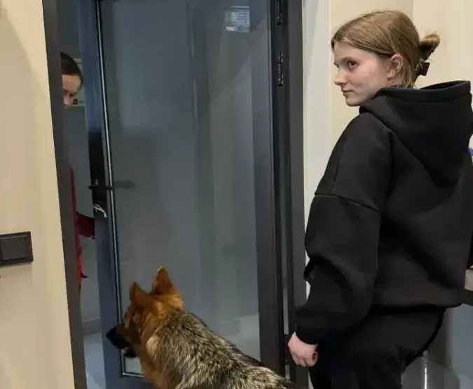 Как отучить овчарку лаять на звонок в дверь или на гостей: экспертное руководство по коррекции поведения