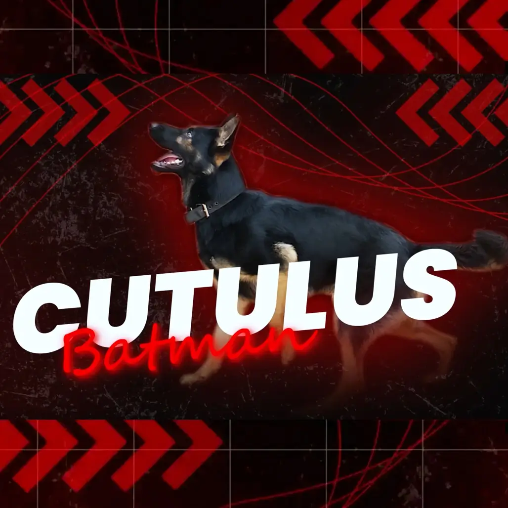 Барс (Cutulus Batman) 28.12.23 ОКД/ЗКС