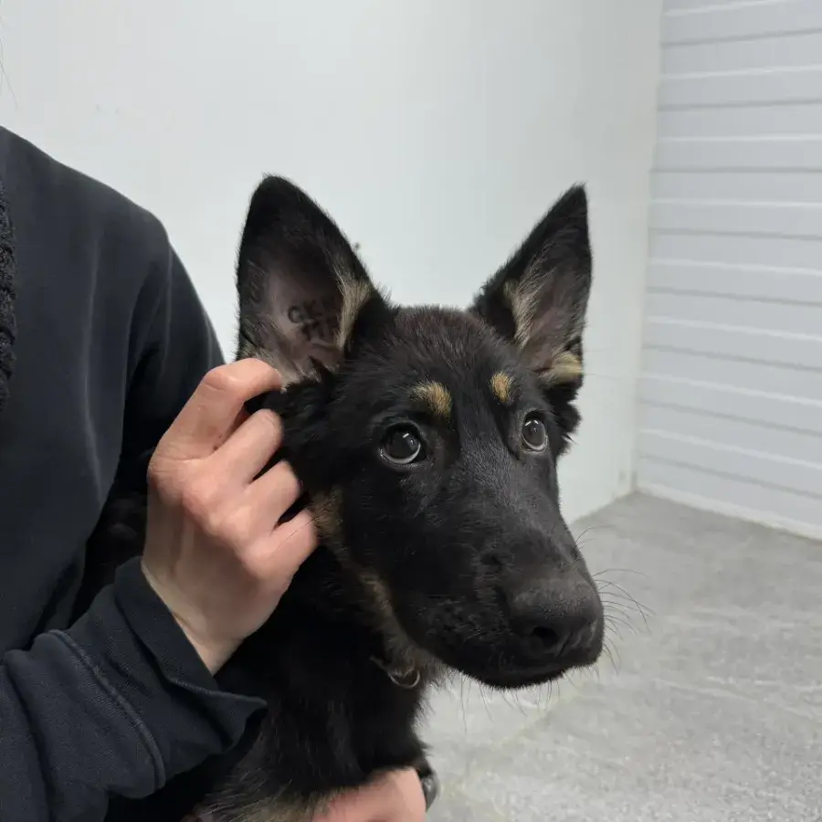 Как проходит актировка щенков в питомнике «Легенда Волги»