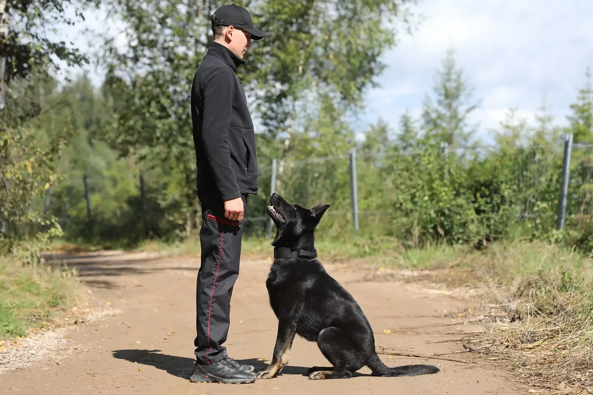 Азы дрессировки собак и распространенные ошибки