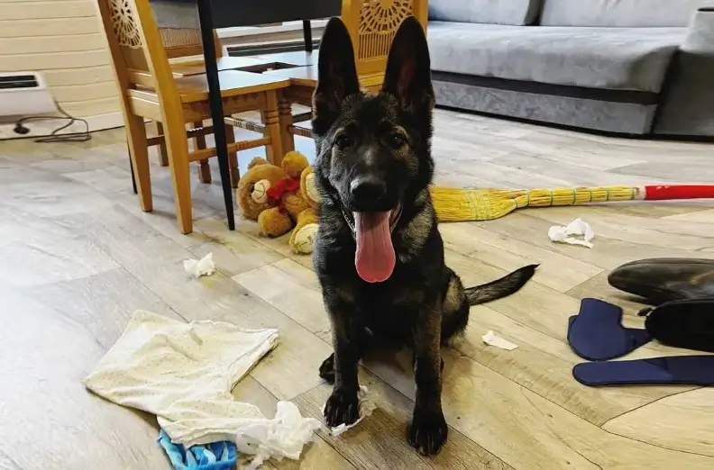 Переходный возраст у собак признаки пубертата