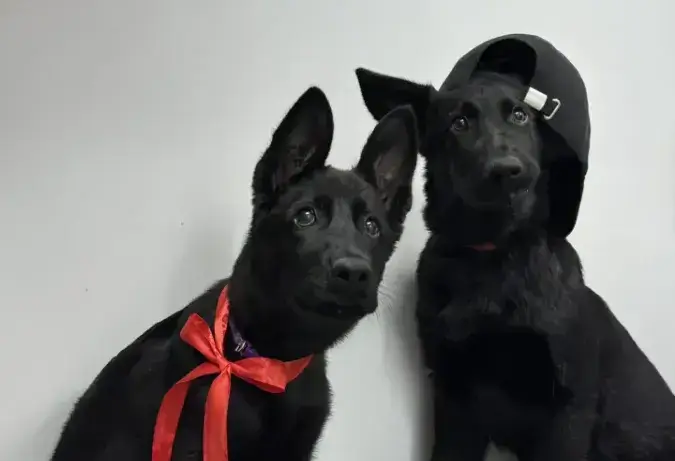 Овчарка кобель или сука — кого выбрать 