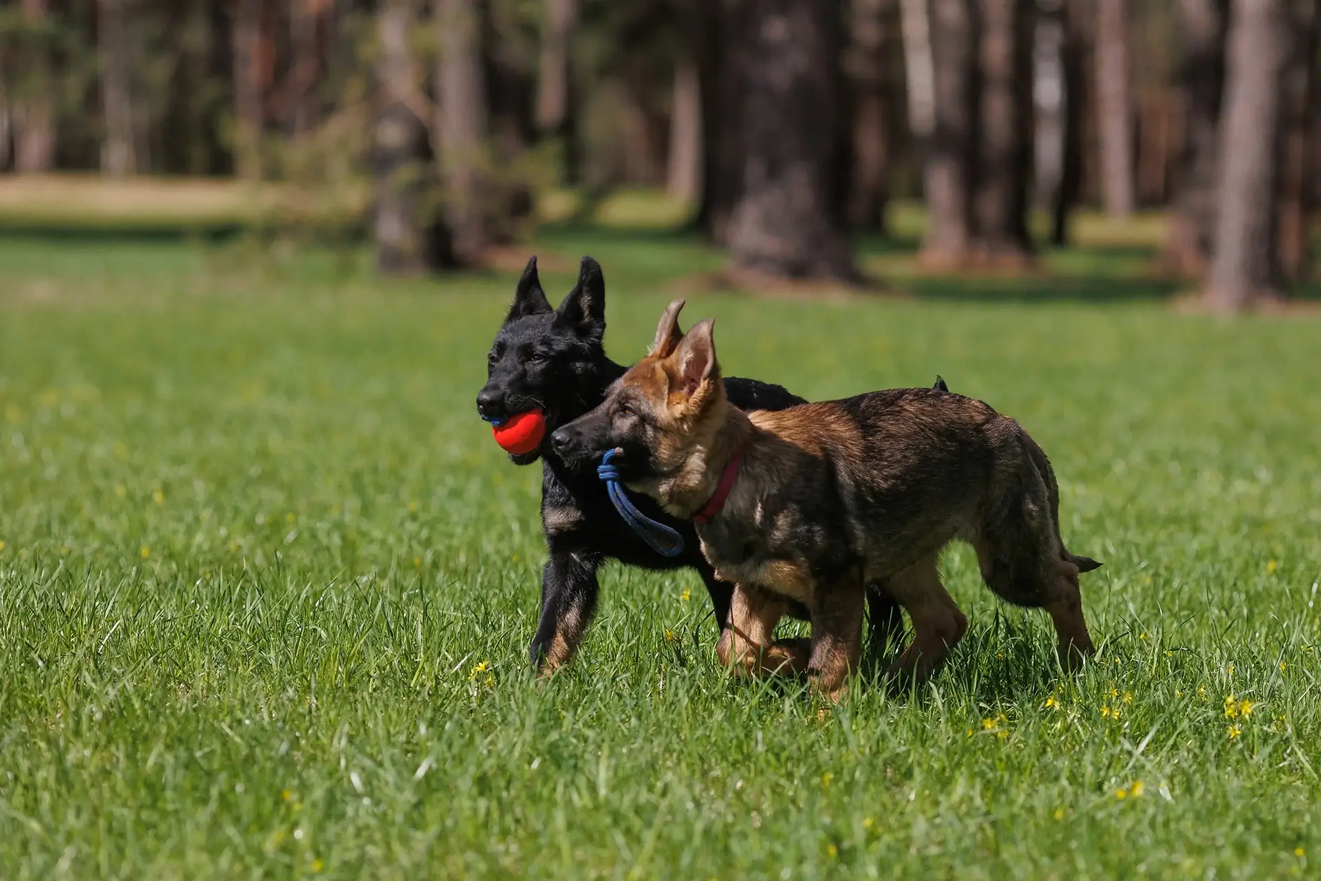 В каком возрасте лучше покупать собаку?