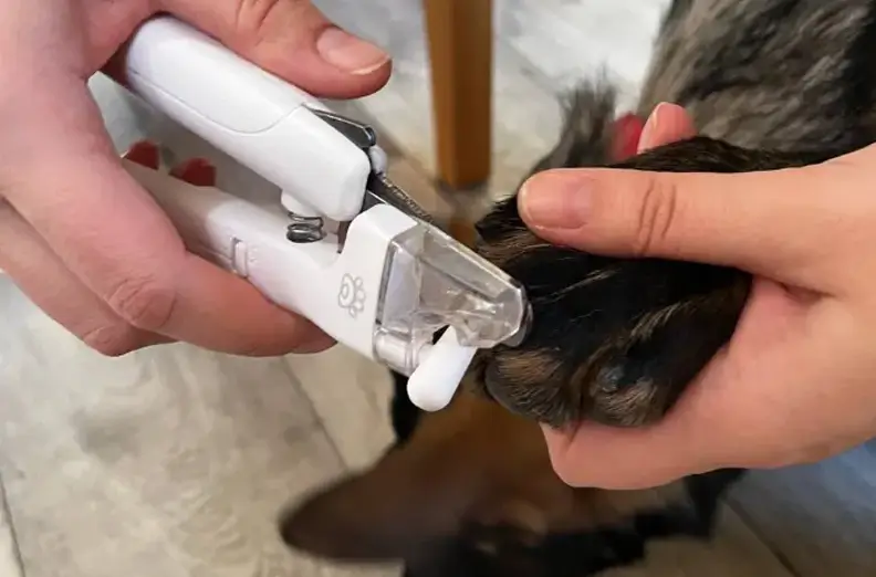 Как стричь когти собаке: пошаговая инструкция для домашних условий