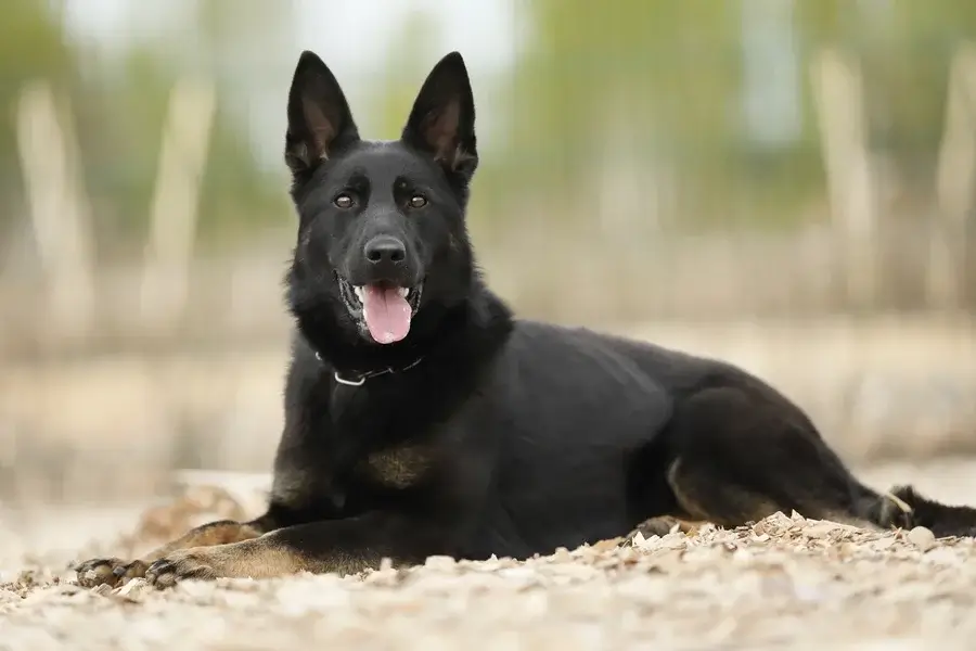 Преимущества покупки подрощенной овчарки