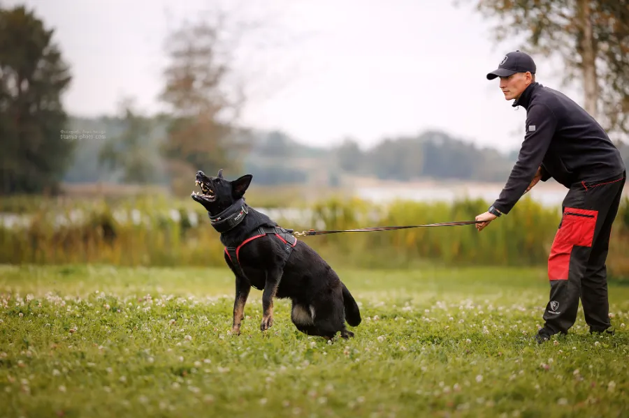 Что такое ЗКС для собак: полное руководство по защитно-караульной службе для немецкой овчарки