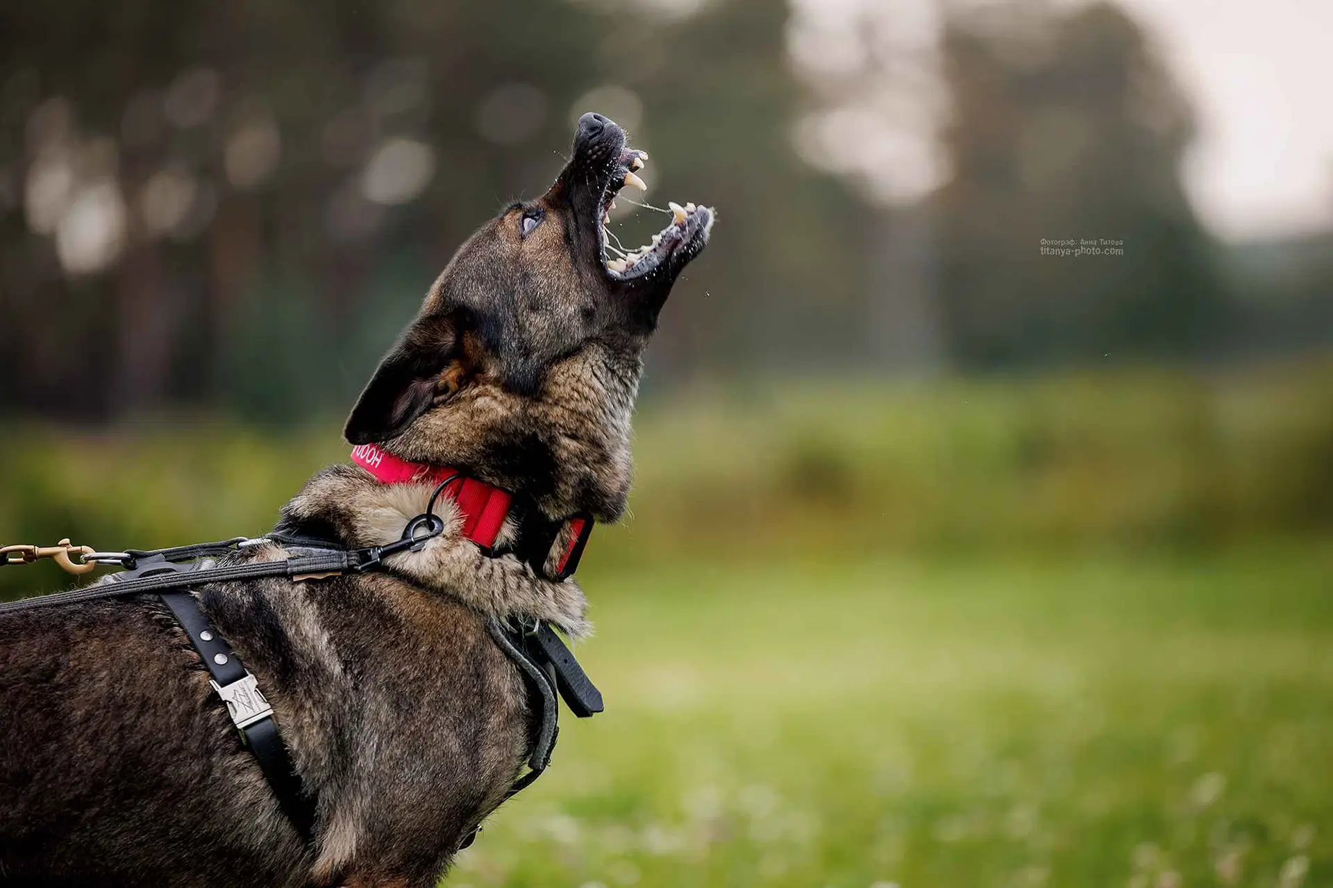 Когда у немецкой овчарки меняются зубы?