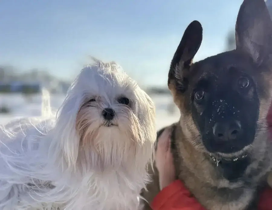 Как отучить собаку лаять на других собак