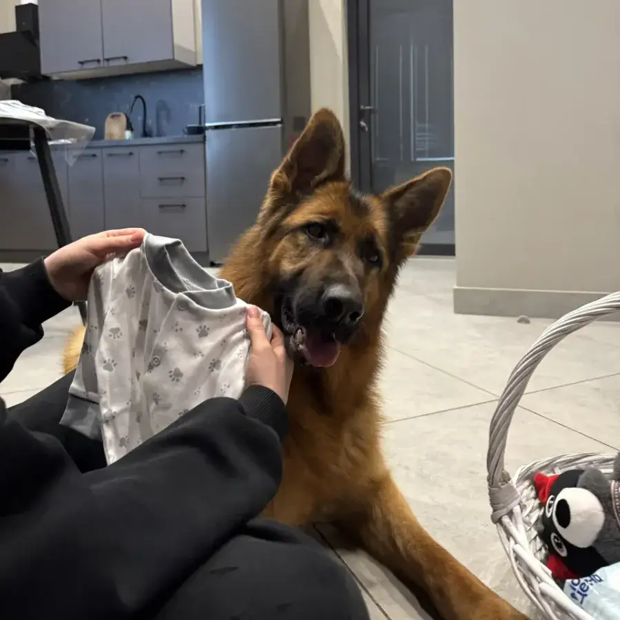 Как подготовить собаку к появлению ребенка в семье: экспертное руководство для ответственных владельцев