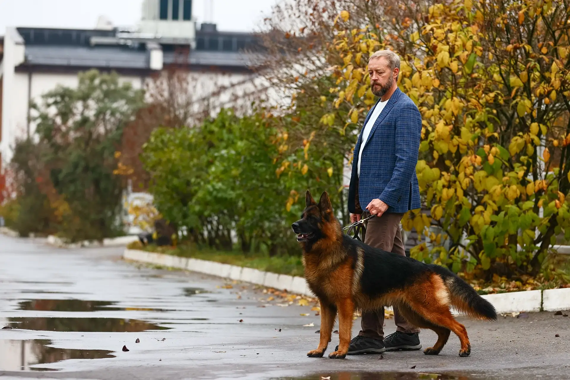 правильная социализация щенка немецкой овчарки