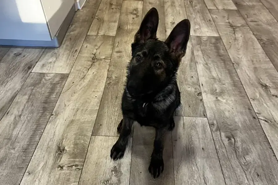 Первый день щенка в новом доме: с чего начинать и что делать владельцу