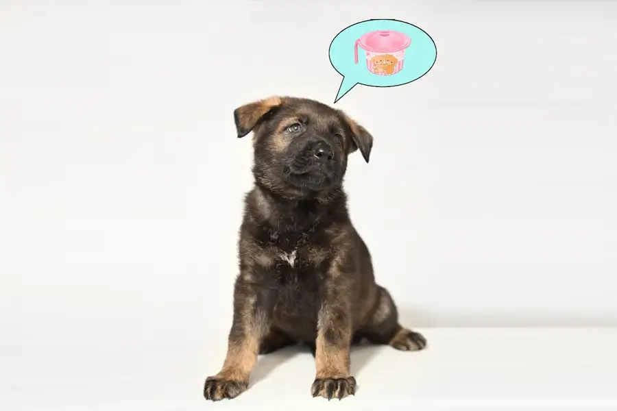 Как приучить щенка немецкой овчарки к туалету на улице: полное руководство