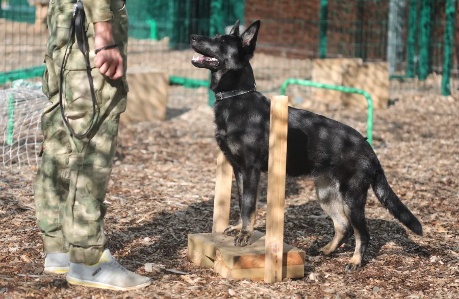 Как отучить собаку тянуть поводок на прогулке - методы дрессировки