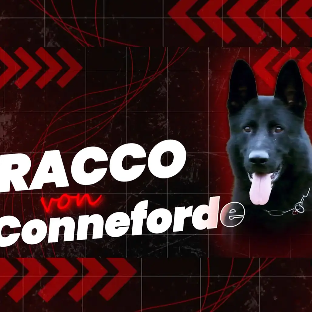 Рокко - Racco von Connefordе