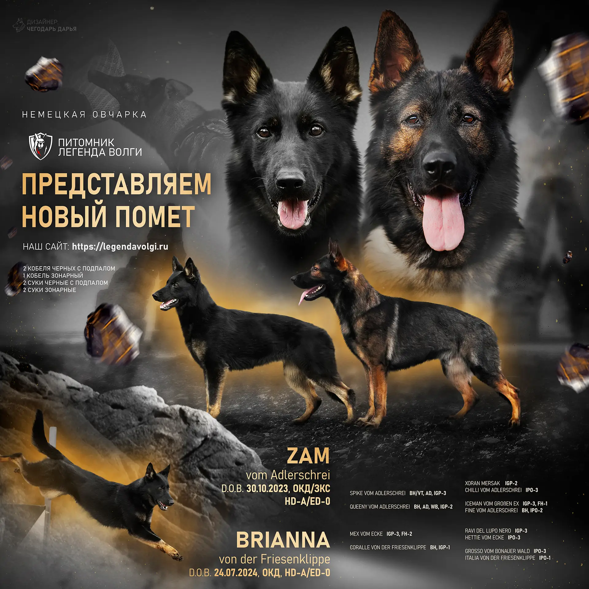 Щенки от Zam vom Adlerschrei и Brianna von der Friesenklippe