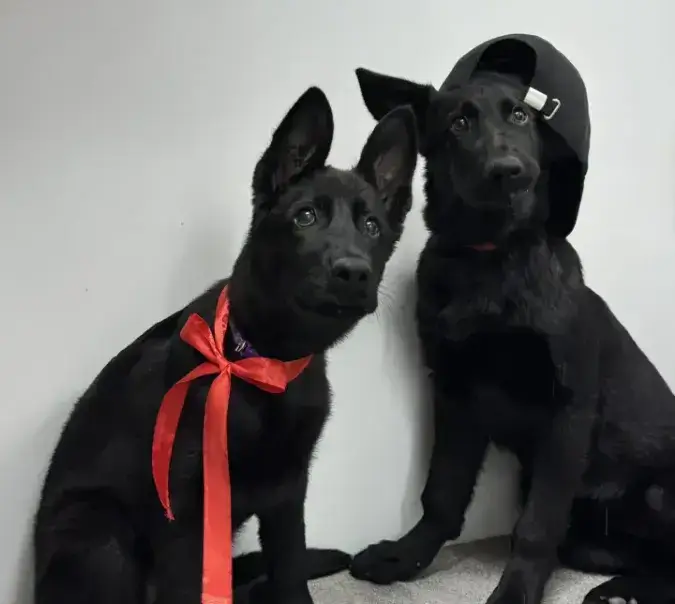 актировка помета щенков