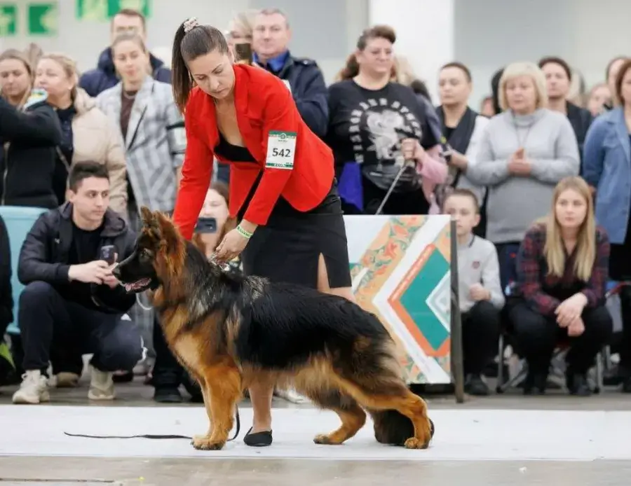 Как подготовить собаку к выставке: пошаговое руководство для новичков