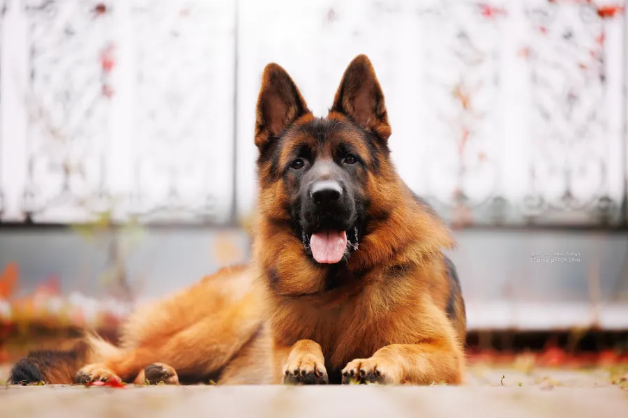 Аптечка для собак: полный список того, что должно быть у владельца немецкой овчарки