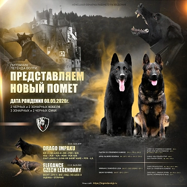Рождение нового поколения: в питомнике «Легенда Волги»