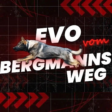 Представляем представителя рабочих линий с генетическим потенциалом.