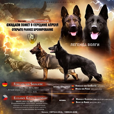 Ожидаем Помет в Середине Апреля!