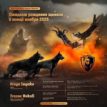 Ждем пополнение! Анонс помета от рабочей пары немецких овчарок