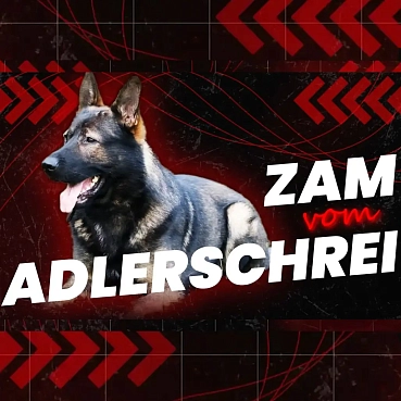 Представляем вам еще одного нашего молодого кобеля!