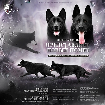 Новый помёт от немецких производителей в питомнике «Легенда Волги»