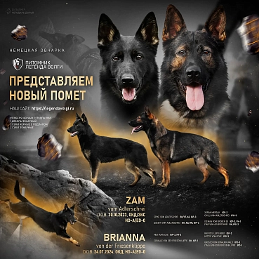 Щенки от Zam vom Adlerschrei и Brianna von der Friesenklippe